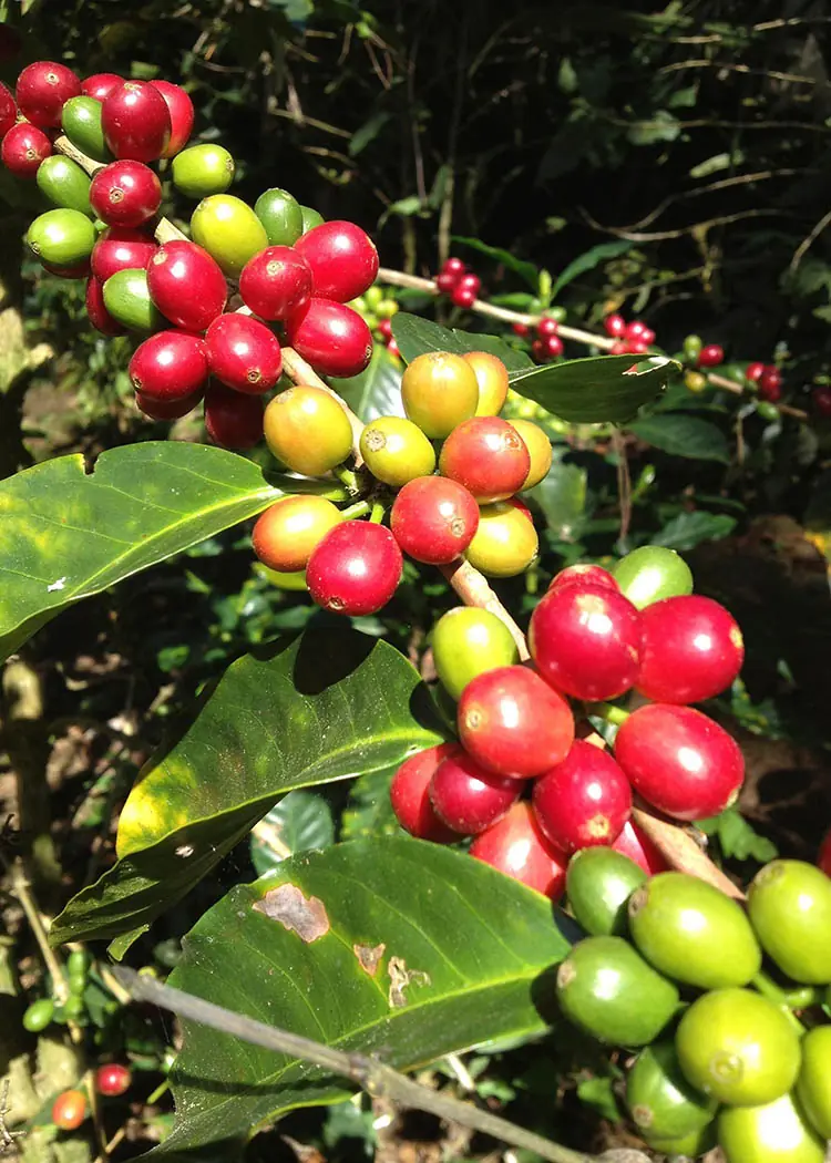 honduras2